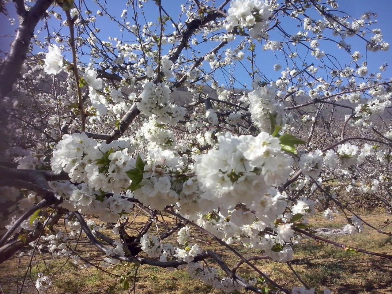 La Antigua Tahona Διαμέρισμα Navaconcejo Εξωτερικό φωτογραφία